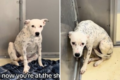 Tears Over Dog Adjusting to Shelter After Owner Pretended She Was Stray