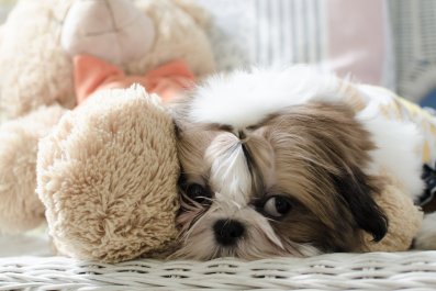 Internet Can't Cope With Sound of Sleepy Shih Tzu: 'So Cute'