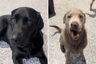 Laughter Over Doggy Day Care's Video Showing the 'Rare' Breeds It Has