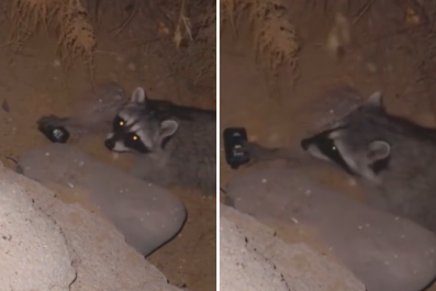 Man Filming Raccoon Not Prepared for What Happens When He Drops Vape