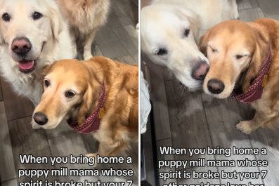 Woman Adopts Broken Golden RetrieverâHer Other Dogs 'Love Her Back to Life'