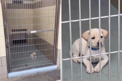 Tears Over Tiny 7-Week-Old Puppy in Huge Shelter Kennelâ'Just a Small Baby'