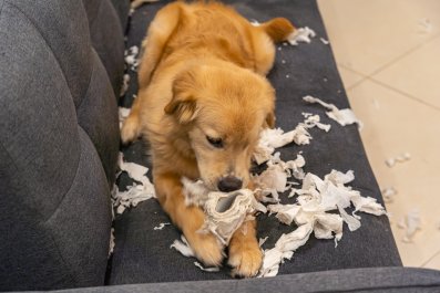 Dog That 'Thinks He's a Cat' Trashes Owner's Couch in Hilarious Clip