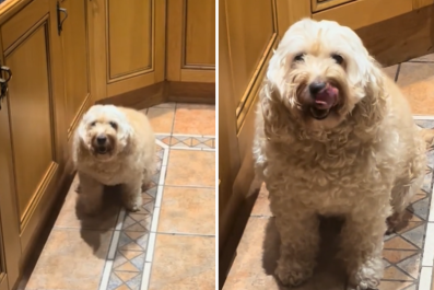 Dog Has Hilariously Relatable Reaction to Being Told She's on a Diet