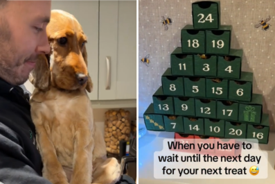 Cocker Spaniel Devastated After Realizing How Advent Calendar Works