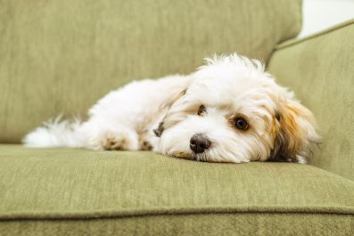 How Dog Dad Ensures Pet Is Entertained While He's at Work Melts Hearts