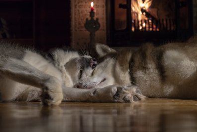 Woman Leaves Patio Door Open, Surprise Over What's Snoring in Living Room