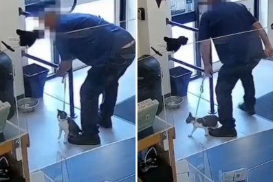 Man Ties Up Cat in Shelter's Lobby Then Leaves, and It's All Caught on CCTV