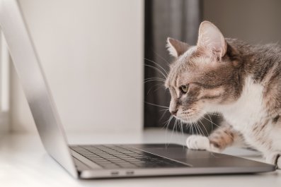 'Chonky' Cat Ensures Work Knows She's in the MeetingâInternet Loves It