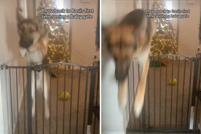 Dog Sees Baby Gate for the First Time, Owner Not Prepared for What He Does