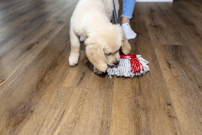 Woman Sets Up Camera to Film Disruptive Puppy, It Doesn't Disappoint