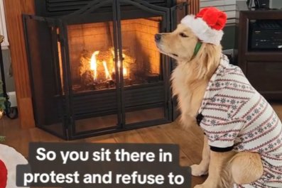 Hysterics Over Golden Retriever's Protest Over Owner's Holiday Photo Shoot