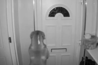 Woman Wonders Why Front Door Is Wide Open, Checks Security Cam to Find Out