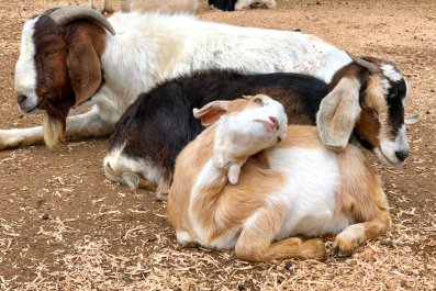 Pregnant Goat Rescued From Abuse, Now Her Family Knows Only Love