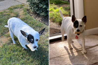 Hysterics as Neighbor Puts Food Out for Birds, but Dog Thinks It's for Her