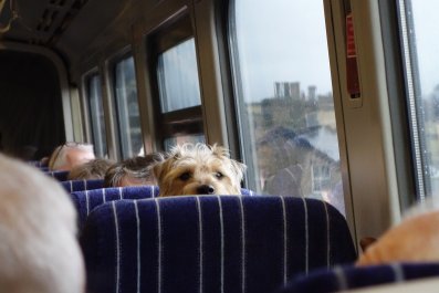 Schnauzer's 'Polite' Manners on Train Journey Leave Internet Speechless