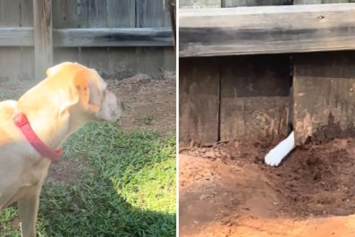 Owner Unsure Why Dog Is Digging Hole, Then She Spots 'Little White Paw'