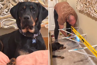 Dog Owners Build a Bed Extension Just for Their Labrador to Sleep onâ'King'