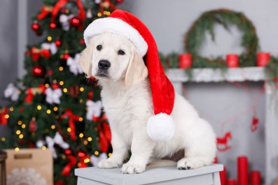 Golden Retriever Getting Golden Puppy Sibling for Christmas Delights