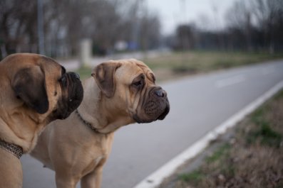 Hysterics at Dogs' Reaction to Being Told Cat Lives With Them Now