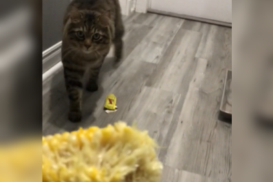 Cat Owner Discovers Corn Has Been EatenâCulprit Quickly Reveals Himself