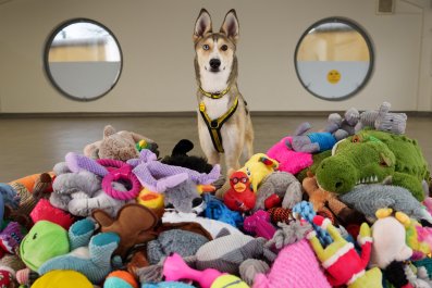 Shelter Dogs Choosing Own Christmas Presents Delights Internet: 'Magic'