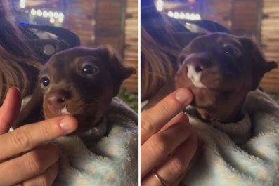 New Owner Shares Heartbreaking Reason 'No One Wanted' 8-Week-Old Puppy