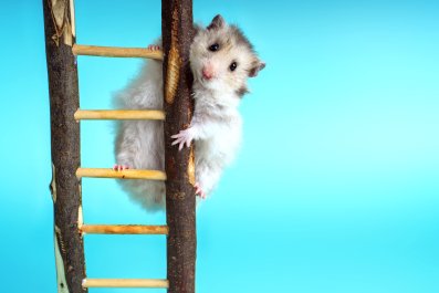 How Hamster Gets to Bed Every Night Delights Internet: 'Scaling Everest'