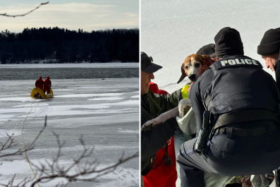 Warning Issued After Dog Falls Through Thin Ice on Frozen Pond