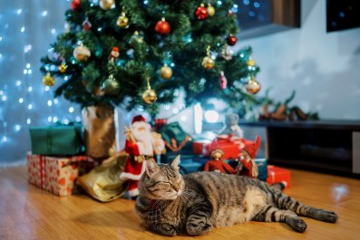 Internet Obsessed With Senior Cat's Christmas Tradition After Being Rescued