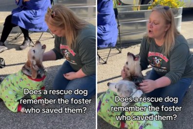 Moment Dog Reunites With Previous Foster Parent: 'Big Feels'