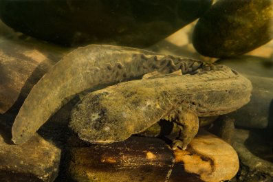 Strange 'Hellbender' Creature Proposed for US Endangered Protection