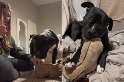 Foster Dog's Reaction When Woman Repairs His Favorite Soft Toy Melts Hearts