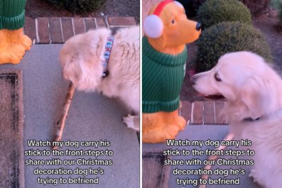 Golden Retriever Trying to Befriend Christmas Decoration Delights Internet