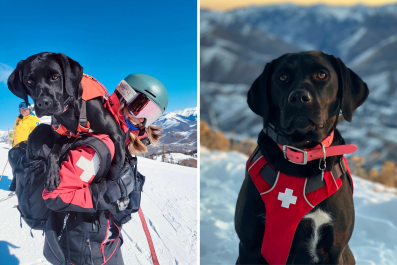 How Dog Learns Life-Saving Skills on Ski Slopes for Avalanche Emergency