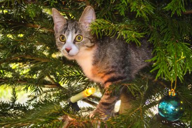 Hearts Melt at Why Owner Can't Be 'Mad' at Kitten Messing Up Christmas Tree