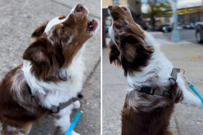 Australian Shepherd Has Passionate Reaction to Sirens: 'In His Feelings'