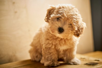 Maltipoo's Response to Being Told She's Cute Melts Hearts: 'Favorite Thing'