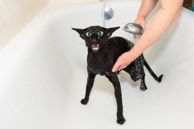 Hysterics as Woman's Attempt to Bathe Cat Goes Horribly Wrong