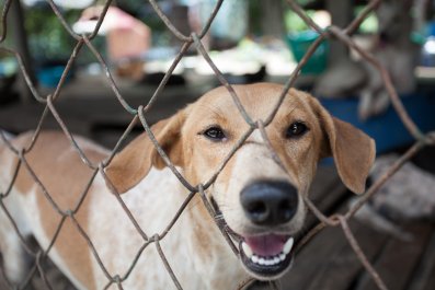 Hearts Break Over How Shelter's Longest-Resident Dog Greets Everyone