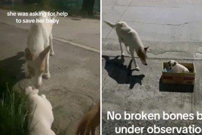 Mama Dog Finally Trusts Human After 1 Year of Trying, Seeks Help for Pup