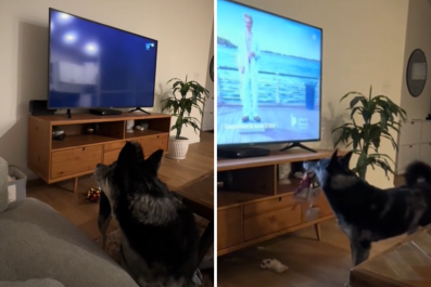 Owner Realizes Dog Loves Watching TVâWith One Baffling Exception