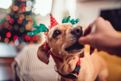 Don't Feed Your Dog These Festive Treats This Christmas