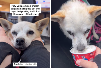 Oldest Dog at Shelter Gets Pup Cup as He Waits for 'End of Life' Home