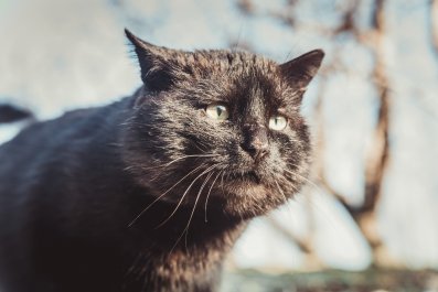 Reason Behind Name for Cat With Unique Face Has Internet in Hysterics