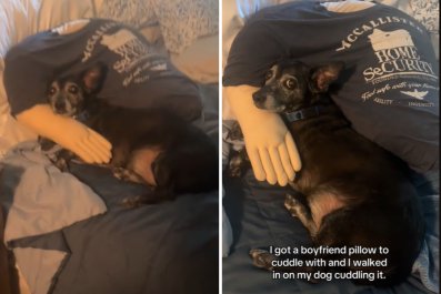 Woman Buys 'Boyfriend Pillow,' Then Catches What Dog Is Doing With It