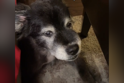 Heartbreaking Reason Why Woman Lets Her Rescue Dog Eat Food From Her Plate