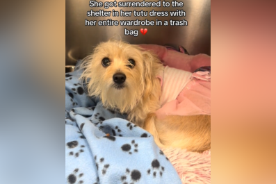 Heartbreaking Reason Tiny Dog Left at Shelter With 'Wardrobe' of Outfits