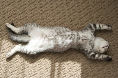 Ragdoll Cat's Lounging Pose Has Internet in Stitches: 'Mighty Fine'