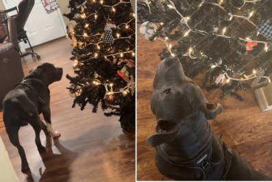 Heartbreaking Reason Rescue Dog Is Fascinated by Christmas Tree